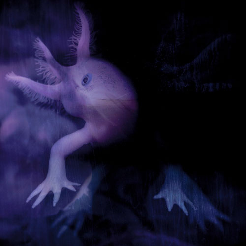 Axolotl