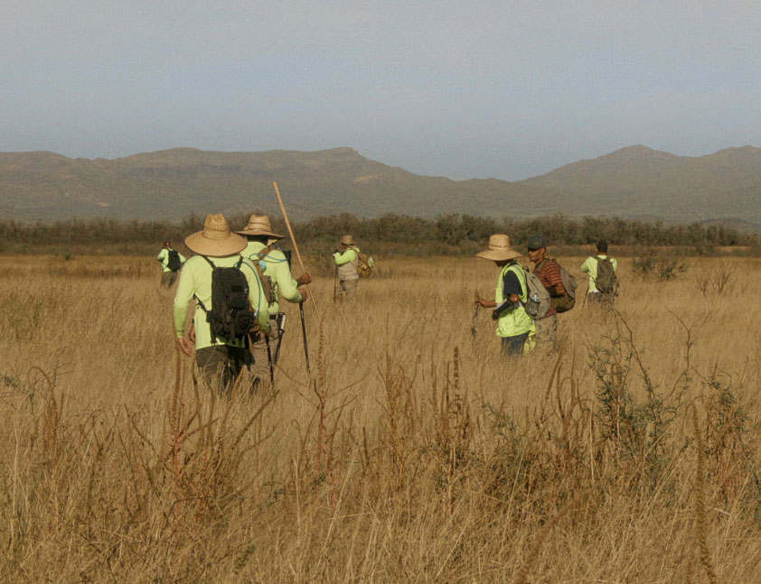 Mais où va-t-on, Coyote?