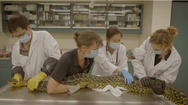 «Remue-ménage au biodôme»