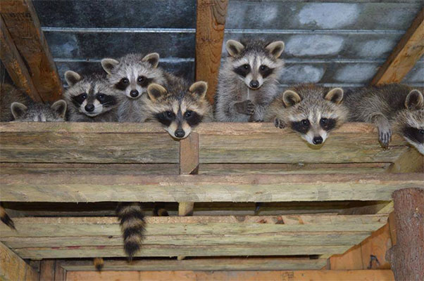 Ratons laveurs au Miller Zoo